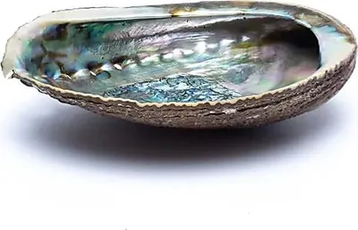 Zdjęcie produktu dla Zielona muszla abalone, używana do oczyszczania dymem (smudging), gatunek *Haliotis fulgens*. Dostępna online, rozmiar: około 12–16 cm