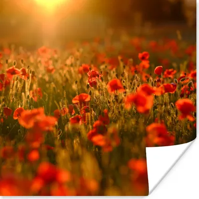 Produktbild von MuchoWow® Poster Orangefarbenes Leuchten über den Mohnblumen auf dem Feld 100x100 cm - Babyzimmer
