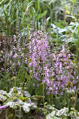 Produktbild von Salvia pratensis 'Rose Rhapsody', Wiesensalbei, rosa, ca. 9x9 cm Topf
