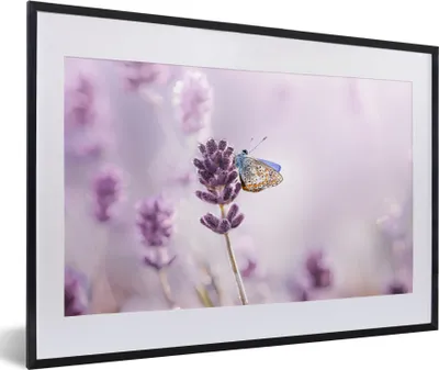 Produktbild von MuchoWow® Gerahmtes Poster Lavendel - Schmetterling - Nahaufnahme - Lila 60x40 cm - Poster mit Schwarzem Bilderrahmen Wandposter Rahmen Foto Bilder - Schlafzimmer - Plakat in Rahmen - Drucken