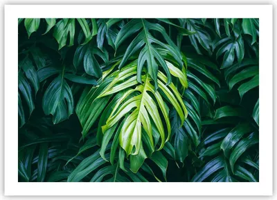 Produktbild von Poster - Poster ohne Rahmen - Blume Natur - 70x50 cm - Wand Bild - Wanddeko - Wandbilder - Kunstposter - Wandposter - Bilder - Kunstdruck - Wanddekoration - Wandbild - P2XAA70x50-3951