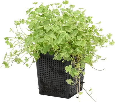Productafbeelding van Bonte Waternavel - Vijverplant Waterplant - Vijver Decoratie - Zowel in vijver als land - 15-25 cm Hoog - Groen