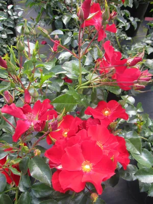 Produktbild von Rosa Alexander von Humboldt ® - Hochstammrose - ADR Rose - Kordes Rose