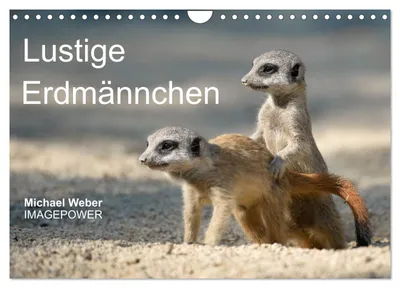 Produktbild von Lustige Erdmännchen (Wandkalender 2027 DIN A4 quer), CALVENDO Monatskalender