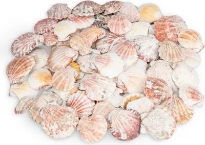 Produktbild von Pecten vexillum, 0,5 kg, ca. 4-6 cm, ca. 60–70 Stk. | Kleine Kammmuschel