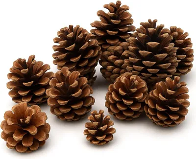Produktbild von NaDeco Tannenzapfen 1 kg, ca. 50 Stück, 5-6 cm, Pinus nigra, Bastelzapfen, Sorgfältig getrocknet, Für Adventskranz und Gesteck