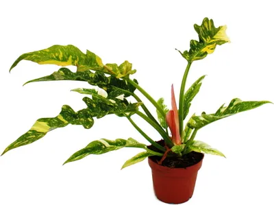Zdjęcie produktu dla Filodendron "Ring of Fire" - niezwykly przyjaciel drzew - doniczka 12 cm