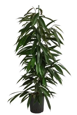 Produktbild von Dehner Birkenfeige, Ficus binnendijkii Amstel King, in Hydrokultur, ca. 120 cm, Ø Topf 18 cm, Zimmerpalme