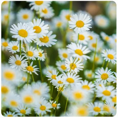 Produktbild von Toraf Wiesen-Gänseblümchen Weiß 2 g – Mehrjährige, pflegeleichte Samen für Garten und Beete