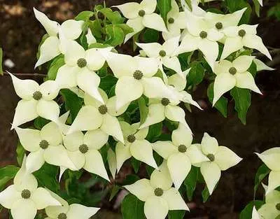 Image de Cornus kousa 'Chinensis' - Fleur de Chine conteneur 50- 60 cm
