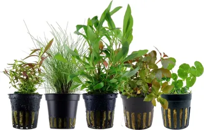 Produktbild von Pflanzen Set mit 5 Einsteiger Topf Aquarium Wasserpflanzen AquaOne Nr.210