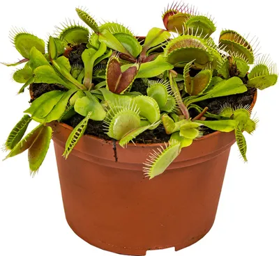 Image de Bloomique - Dionaea Muscipula - Dionée Attrape-Mouche - Plante Carnivore - Plantes d’intérieur - Hauteur 10-15 cm - Pot 12 cm