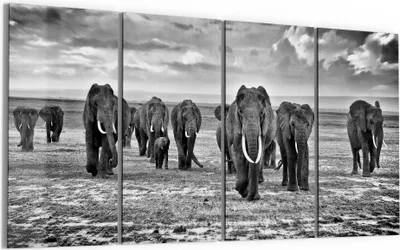 Produktbild von DEQORI Glasbild Echtglas 4x30x60 cm 'Elefantenmarsch' Wandbilder XXL groß