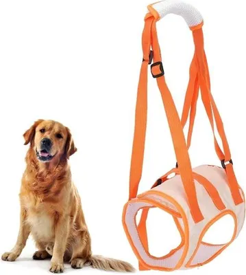 Immagine prodotto di Imbracatura di sollevamento regolabile e traspirante per cani - supporto per le zampe posteriori - cani anziani, disabili, artritici, paralizzati - taglia L.