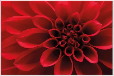 Produktbild von Wallario Wandbild Rote Dahlienblüte in Nahaufnahme, Größe: 61 x 91,50 cm, Poster mit weißem Aluminiumrahmen