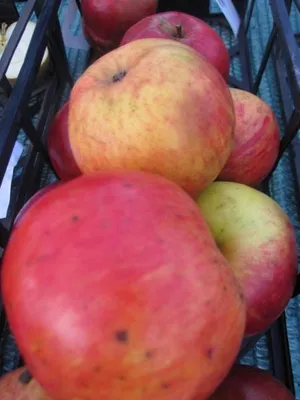 Produktbild von Apfelbaum - Himbeerapfel von Holowaus - Winterapfel