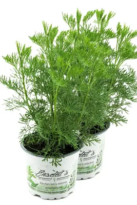 Produktbild von Enseleits 2er Set Cola-Strauch, Cola-Kraut im Topf, Artemisia abrotanum var. Maritima, frische Coca-Cola Pflanze direkt aus der Gärtnerei Enseleit