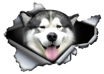 Productafbeelding van Auto sticker Alaskan Malamute 15 cm - 3D reflecterende honden sticker