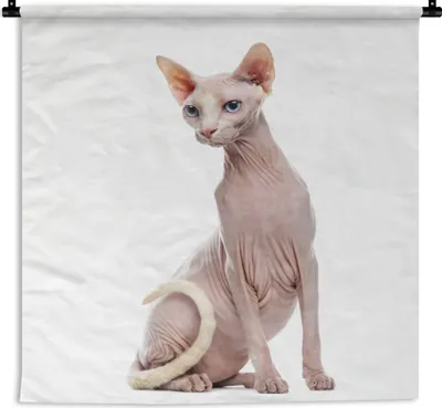 Produktbild von MuchoWow® Wandteppich Wandbehang Porträt einer Sphynx auf weißem Hintergrund 90x90 cm Tapisserie Dekoration Wandtuch - Wandaufhänger