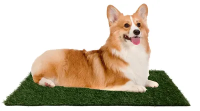 Produktbild von Kunstgrashalteschale für Welpen – 20 x 25 cm, wiederverwendbare Trainingsunterlage für Hunde