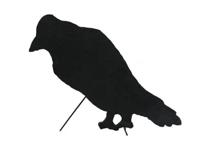 Imagen del producto de EUROPALMS Silhouette, cuervo, 63 cm (83505007)