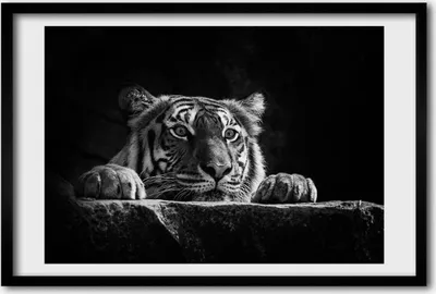 Produktbild von Bild 60x40 MDF-Rahmen, Wandkunst Tiger