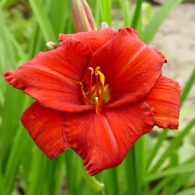 Zdjęcie produktu dla Hemerocallis Liliowiec Ogrodowy Chicago Apache 1 szt Liliowce sadzonki