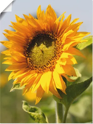 Produktbild von ARTland Poster Sonnenblume Größe: 30x40 cm
