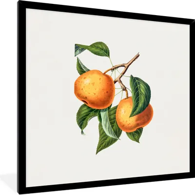 Produktbild von MuchoWow® Gerahmtes Poster Lebensmittel - Obst - Jahrgang 40x40 cm - Poster mit Schwarzem Bilderrahmen Wandposter Rahmen Foto Bilder - Mit Rahmen - Wanddekoration Schlafzimmer