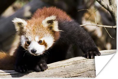 Produktbild von MuchoWow® Poster Roter Panda - Baumstamm - Tier 60x40 cm - Schlafzimmerdekoration
