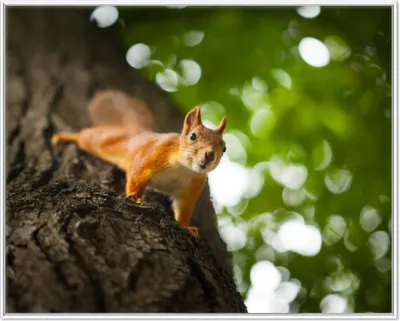 Produktbild von Wallario Wandbild Süßes neugieries Eichhörnchen an einem Baum, Größe: 40,30 x 50,30 cm, Poster mit weißem Aluminiumrahmen