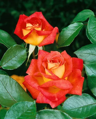 Produktbild von Rosa 'Monica', Edelrose, orange, 3-5 Liter Container