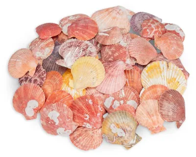 Produktbild von Pecten nobilis Natur 0,5 kg 5-8 cm ca. 40-50 Stück Kammmuscheln Halbschalen