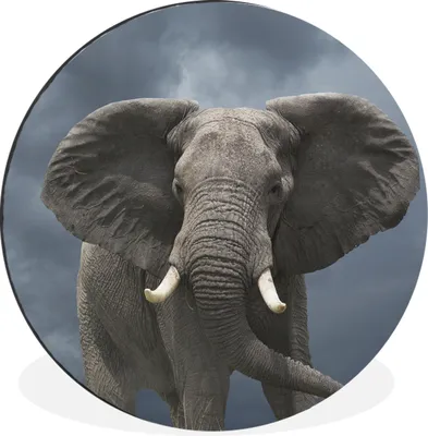 Produktbild von MuchoWow® Aluminium Wandkreis Laufender Elefant vor einem dunklen Himmel Ø 60 cm Wanddeko Modern Wohnzimmer - Wand Kreis - Wandbild - Schlafzimmer - Aluminium Bild - Kinderzimmer - Wohnzimmer Dekoration - Wandschmuck