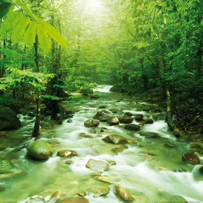 Produktbild von Wälder Kunstdruck Bild - Am Grünen Magischen Fluss (70 x 70 cm)