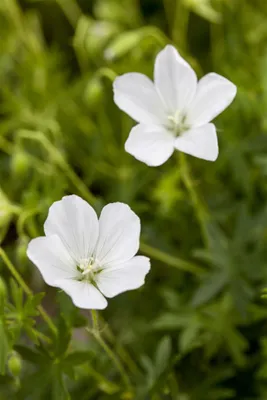 Produktbild von Geranium sanguineum 'Album', Storchschnabel, weiß, ca. 9x9 cm Topf