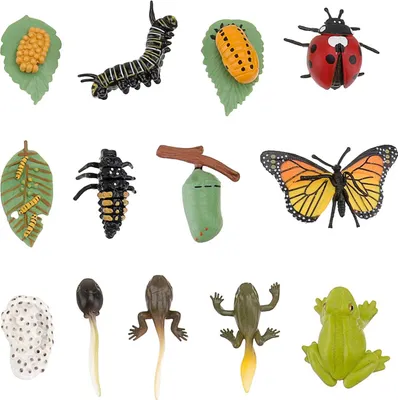 Produktbild von Sets Kunststoff Lebenszyklus Spielzeug Marienkäfer Anzuchtset Frosch Lebenszyklus Schmetterling Lebenszyklus Kit Bugs Kife Spielzeug