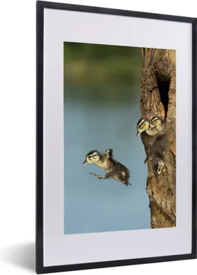 Produktbild von MuchoWow® MuchoWow® Gerahmtes Poster Vögel - Jung - Baum 40x60 cm - Poster mit zchwarzem Bilderrahmen - Poster in Rahmen