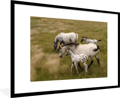 Produktbild von MuchoWow® MuchoWow® Gerahmtes Poster Pferde - Fohlen - Tiere 90x60 cm - Poster mit zchwarzem Bilderrahmen - Wanddekoration - Fotos