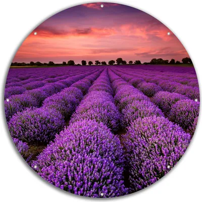 Produktbild von Wallario rundes Outdoor-Poster für Garten oder Balkon, Motiv Lavendelfeld unter rotem Himmel, 60 cm Durchmesser