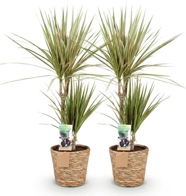 Immagine prodotto di Dracaena Sunray - Due dracaene di facile manutenzione in un cesto decorativo