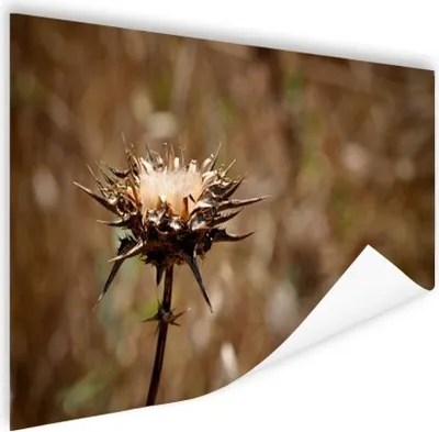 Produktbild von MuchoWow® Poster Getrocknete Distel Sepia-Fotodruck 120x80 cm - Bilder