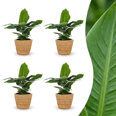 Produktbild von Musa Oriental Dwarf – Zwergbanane – 4 Pflanzen – mit Seegras-Korb - 30cm - Ø12cm