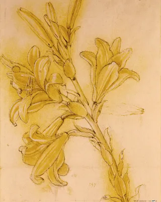 Produktbild von Leonardo Da Vinci Kunstdruck Bild - Lilienstudie, 1480-1485 (50 x 40 cm)