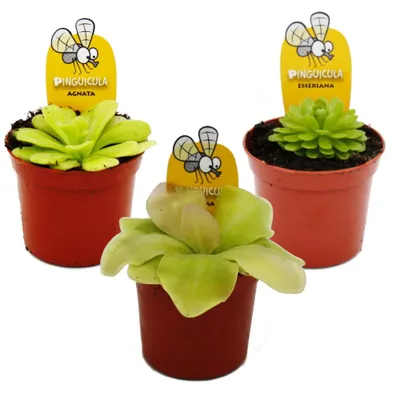 Image de Trio de Pinguicula - Assortiment de 3 plantes Pinguicula différentes - Plante carnivore - Pot de 9 cm