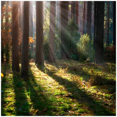 Produktbild von Wallario Sticker / Aufkleber für Kühlschrank / Geschirrspüler / Küchenschränke, selbstklebende Folie - 60 x 60 cm, Motiv: Sonnenstrahlen im Herbstwald