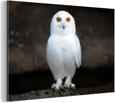 Obrázek produktu pro Nástěnná dekorace Kovový kovový obraz Wall Art 120x80cm Sněžná sova Muchowow Hliníkové obrazy