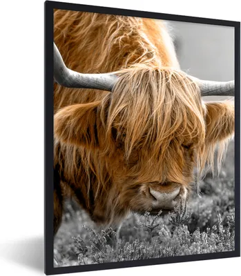 Produktbild von MuchoWow® Gerahmtes Poster Schottischer Hochländer - Kuh - Pflanzen 60x80 cm - Poster mit Schwarzem Bilderrahmen Wandposter Rahmen Foto Bilder - Premium - Wanddeko Wohnzimmer
