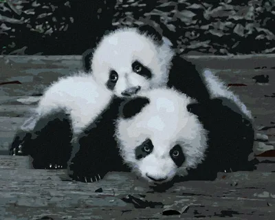 Produktbild von Zuty - Malen nach Zahlen - PANDAS IM ZOO, 40x50 cm, ohne Keilrahmen