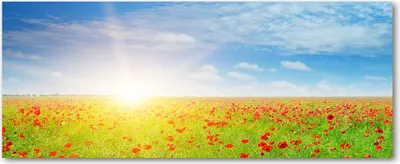 Produktbild von Tulup® Glas-Bild Wandbild aus Glas - 125x50 - Wandkunst - Wandbild hinter gehärtetem Sicherheitsglas - Dekorative Wand für Küche & Wohnzimmer - Landschaften - Mohnfeld - Mehrfarbig